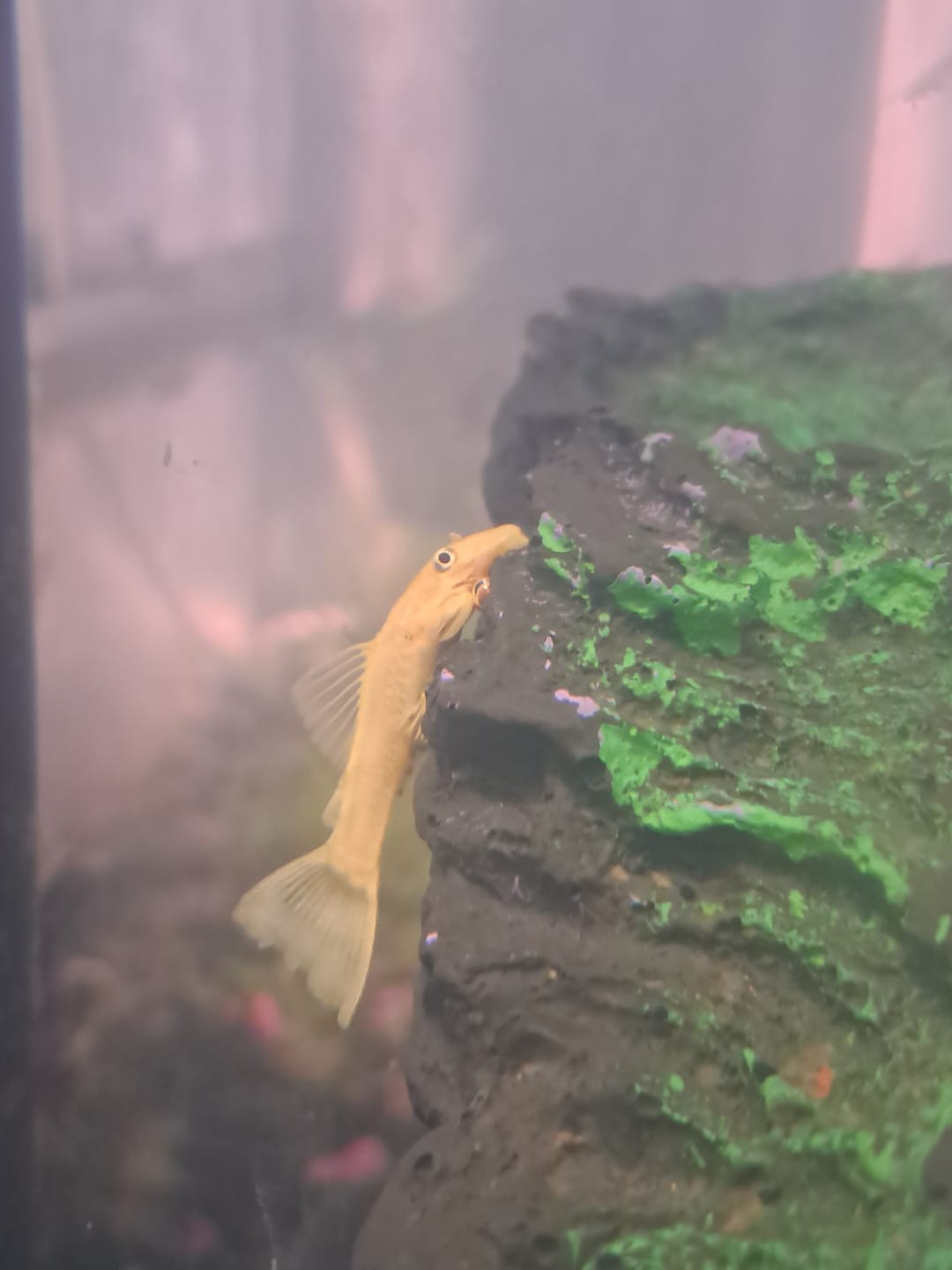 Customer photo review of L144a Blue Eye Lemon Bristlenose Pleco (2 Inches) "NEW"