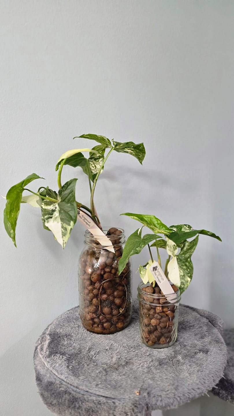 Customer photo review of Syngonium podophyllum 'Neon Robusta'