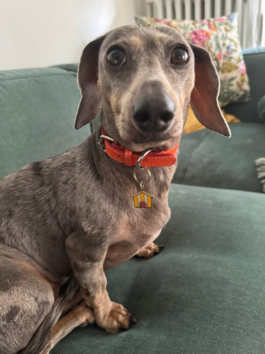 Customer photo review of Romeo - Collare in pelle Iconic Orange