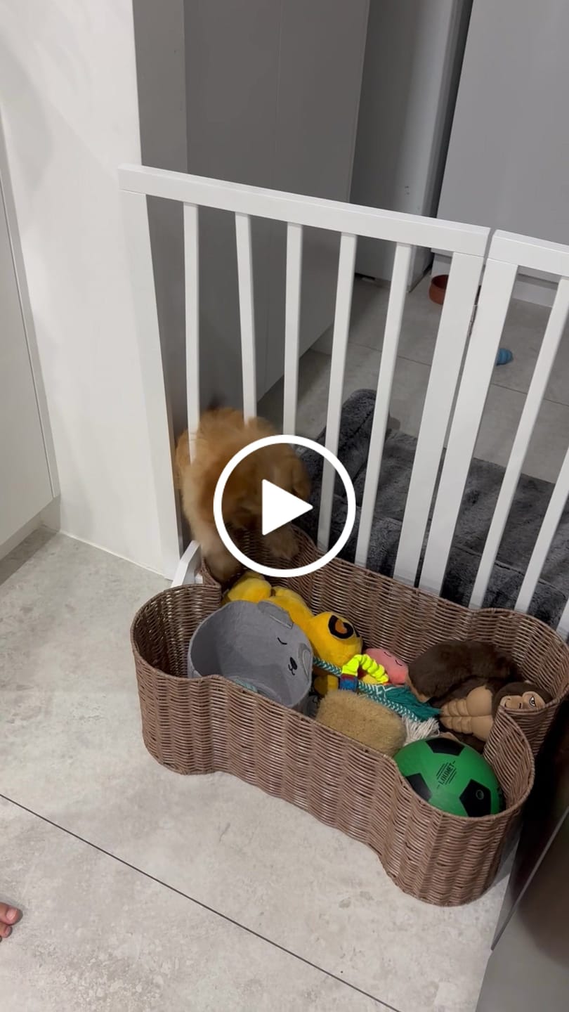 Customer video review of PaWz Wooden Pet Gate - White