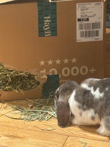 Customer photo review of Timothy Hay Box 'Blend'