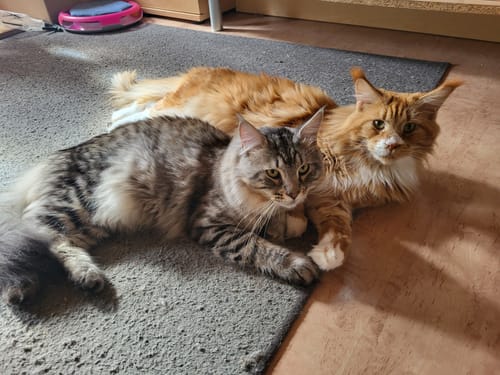 Customer photo review of Naturreines Katzenstreu - Angebot