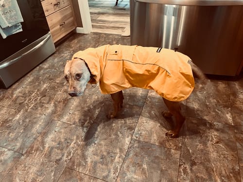 Customer photo review of Breatheshield™ Dog Raincoats