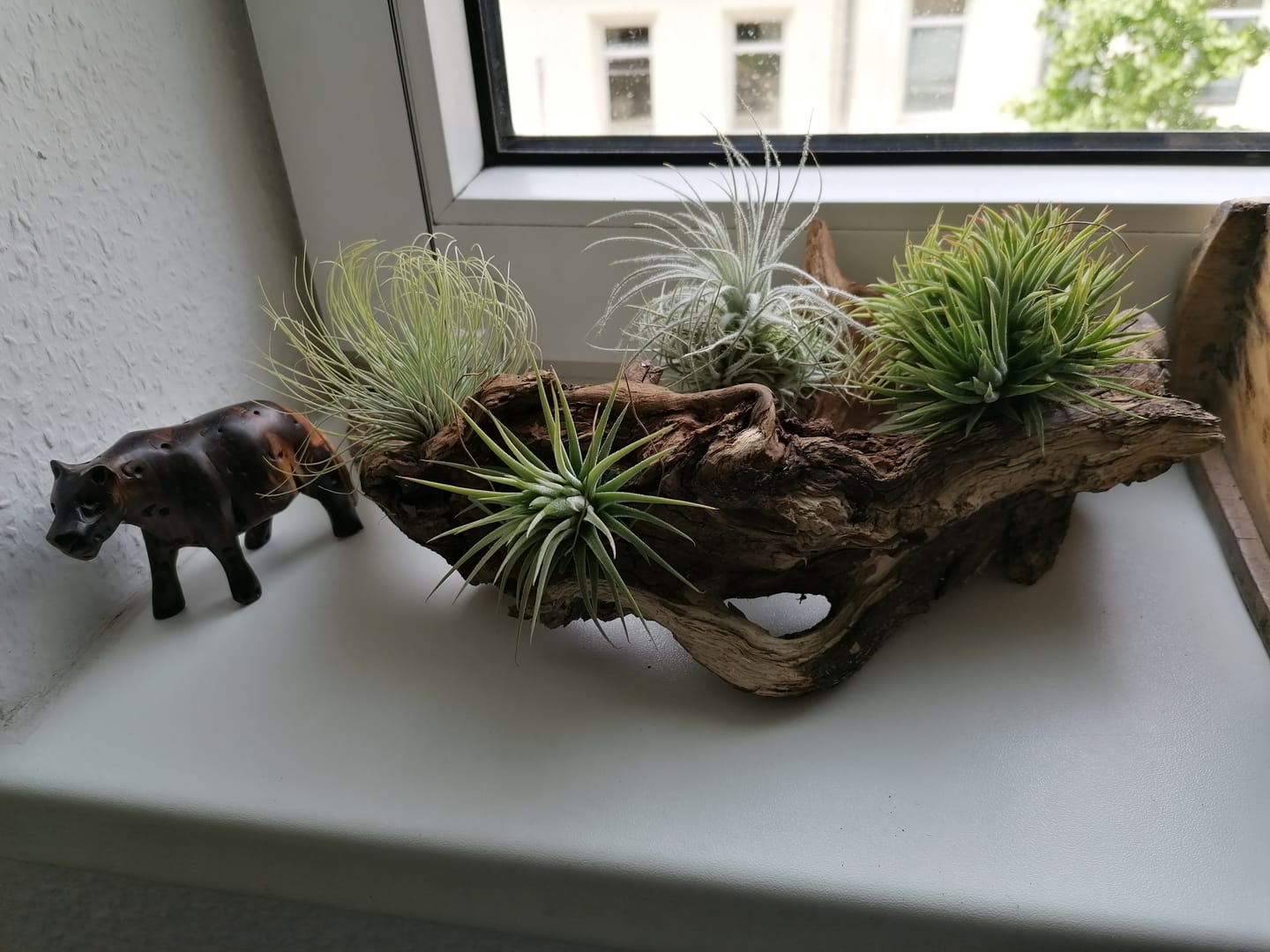 Customer photo review of Tillandsia ionantha 'mexico' - PULK