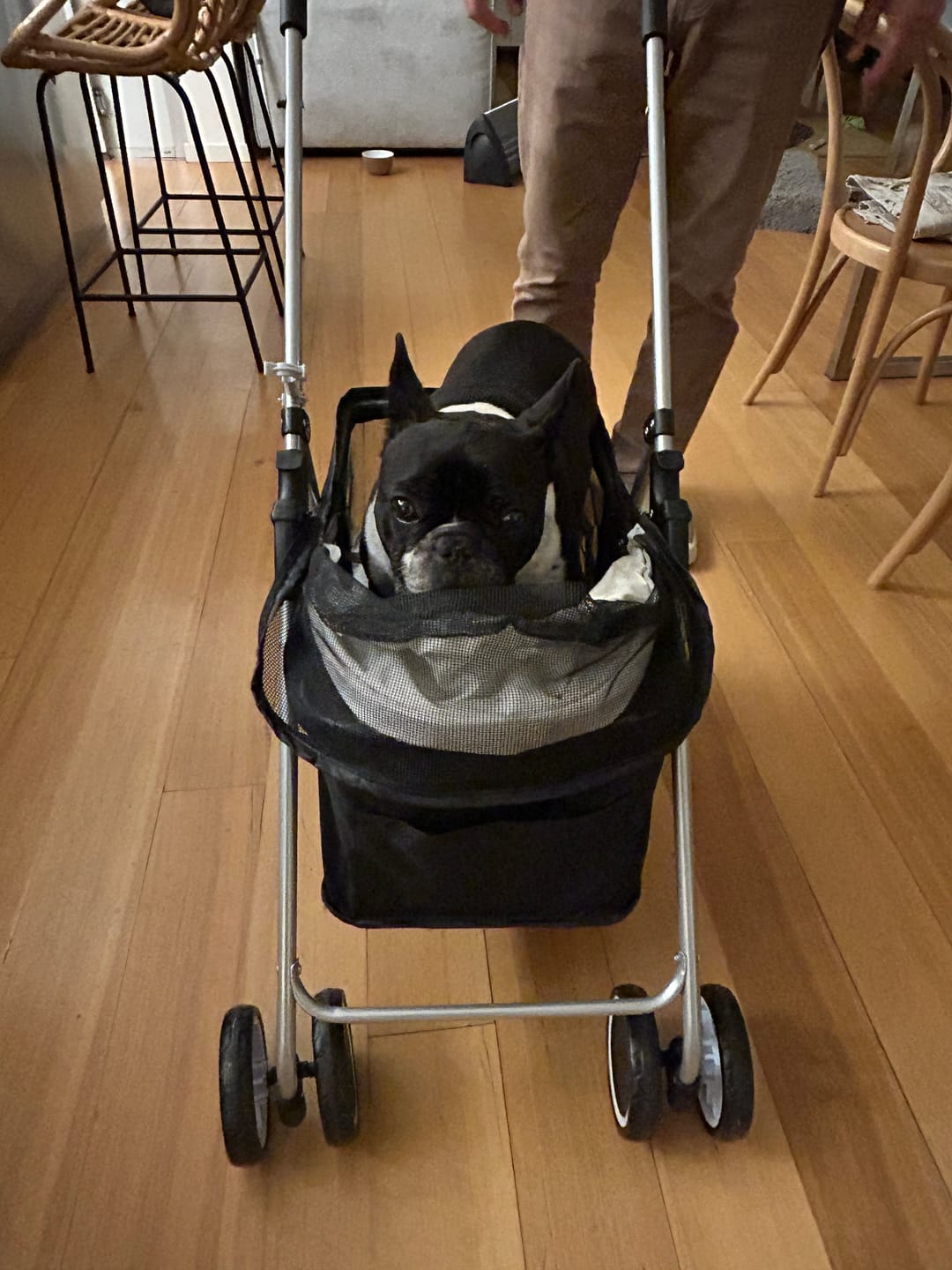 Customer photo review of Pawz Compact & Comfortable Pet Stroller