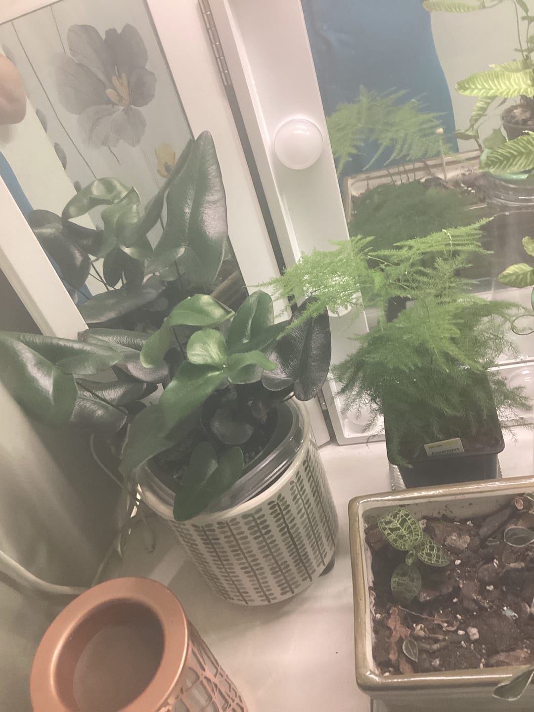 Customer photo review of Fern Hemionitis arifolia "Heart"