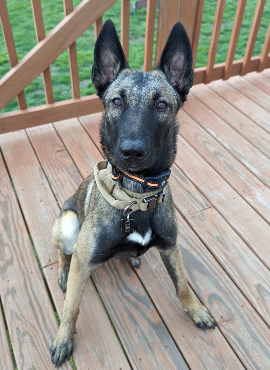 Customer photo review of Metal-Buckle Tactical K9 Dog Collar With Hook & Loop Panel & Top Handle