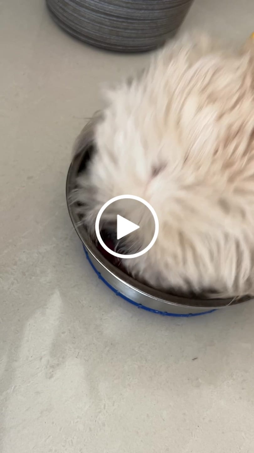 Customer video review of ChickenBeef & Co