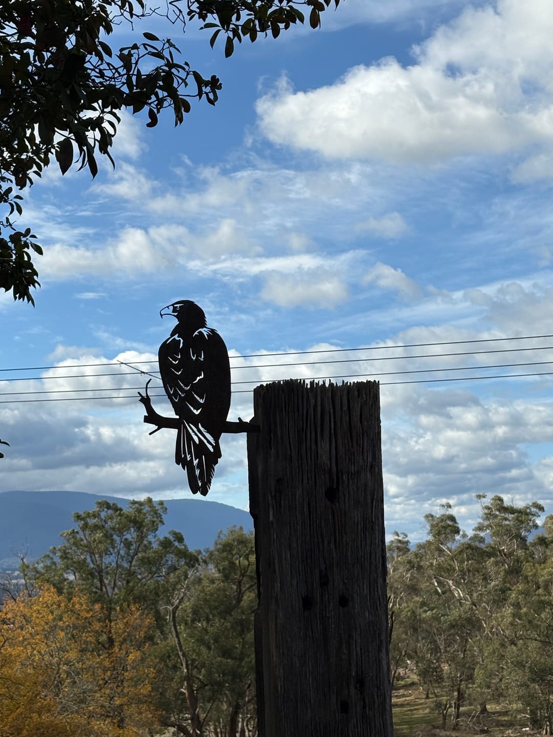 Customer photo review of Wedge-tailed Eagle