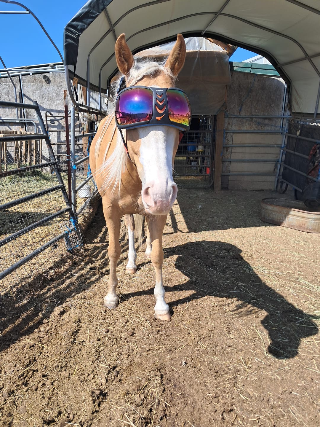 Customer photo review of eVysor - UV Horse Riding Goggles!