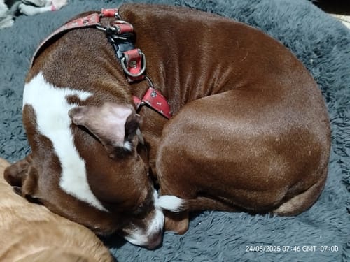 Customer photo review of Pechera: Huesitos