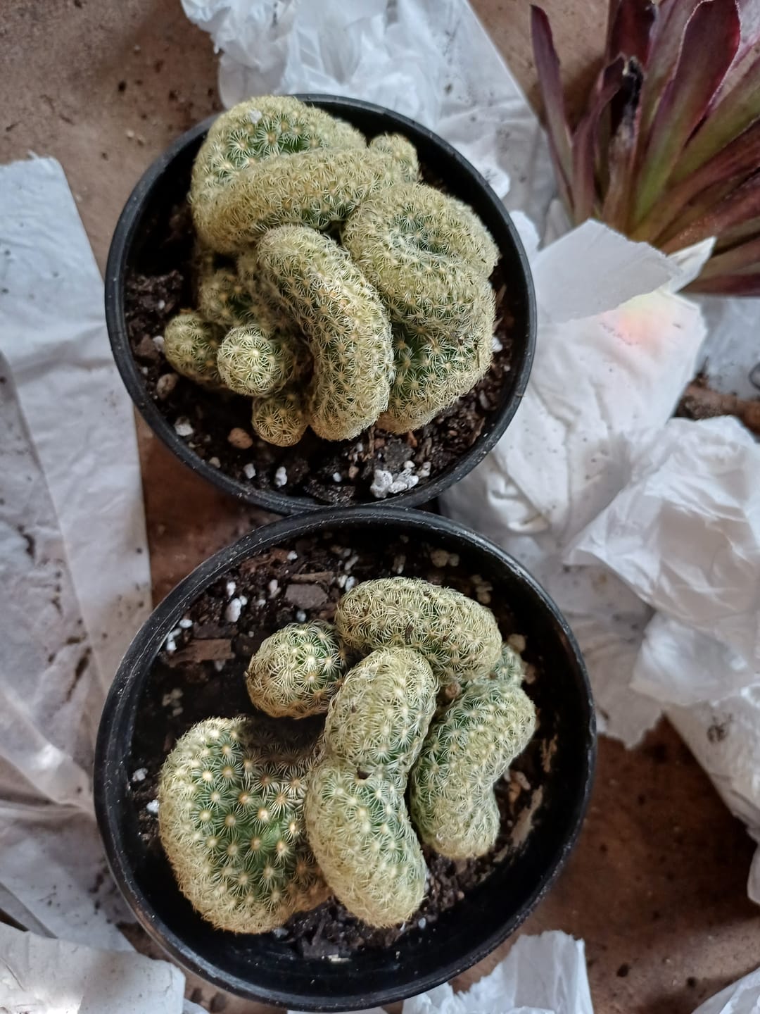 Customer photo review of The Brain Cactus - Mammillaria elongata f. cristata