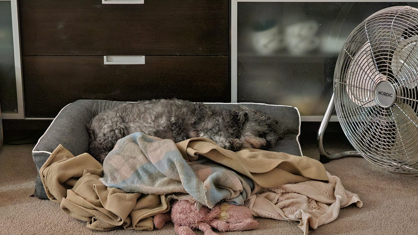 Customer photo review of Pawz Orthopedic Pet Bed Memory Foam With Cooling Gel
