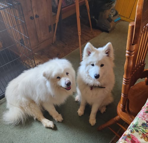 Customer photo review of Luxury 2 in 1 Papaya & Coconut Dog Grooming Bundle