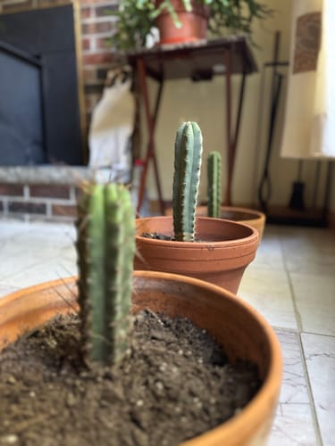 Customer photo review of Trichocereus Bridgesii | Bolivian Torch Cactus