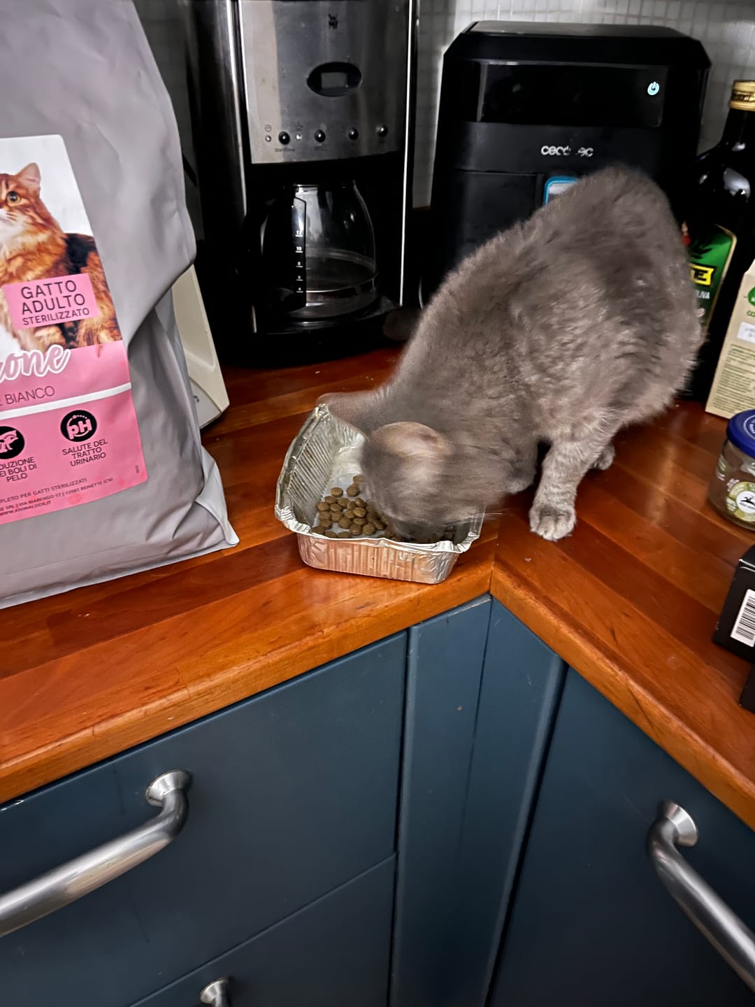 Customer photo review of Crocchette per Gatti Adulti Sterilizzati - Salmone con Pesce Bianco - Grain Free