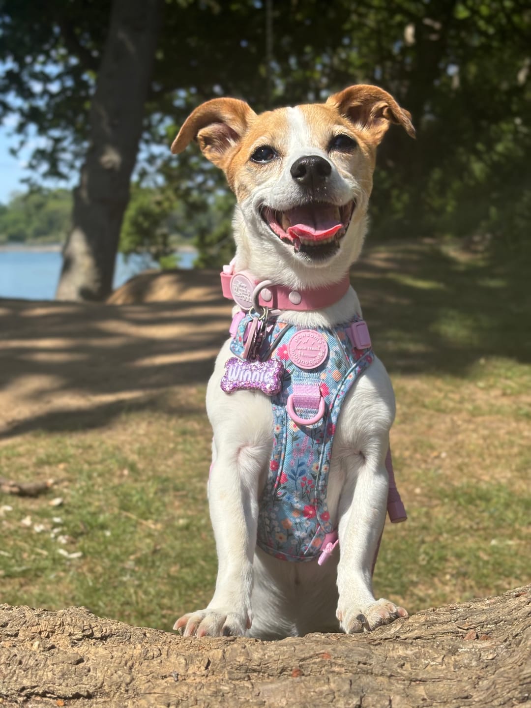 Customer photo review of Tough Trails™ Harness -  Whimsical Wildflowers