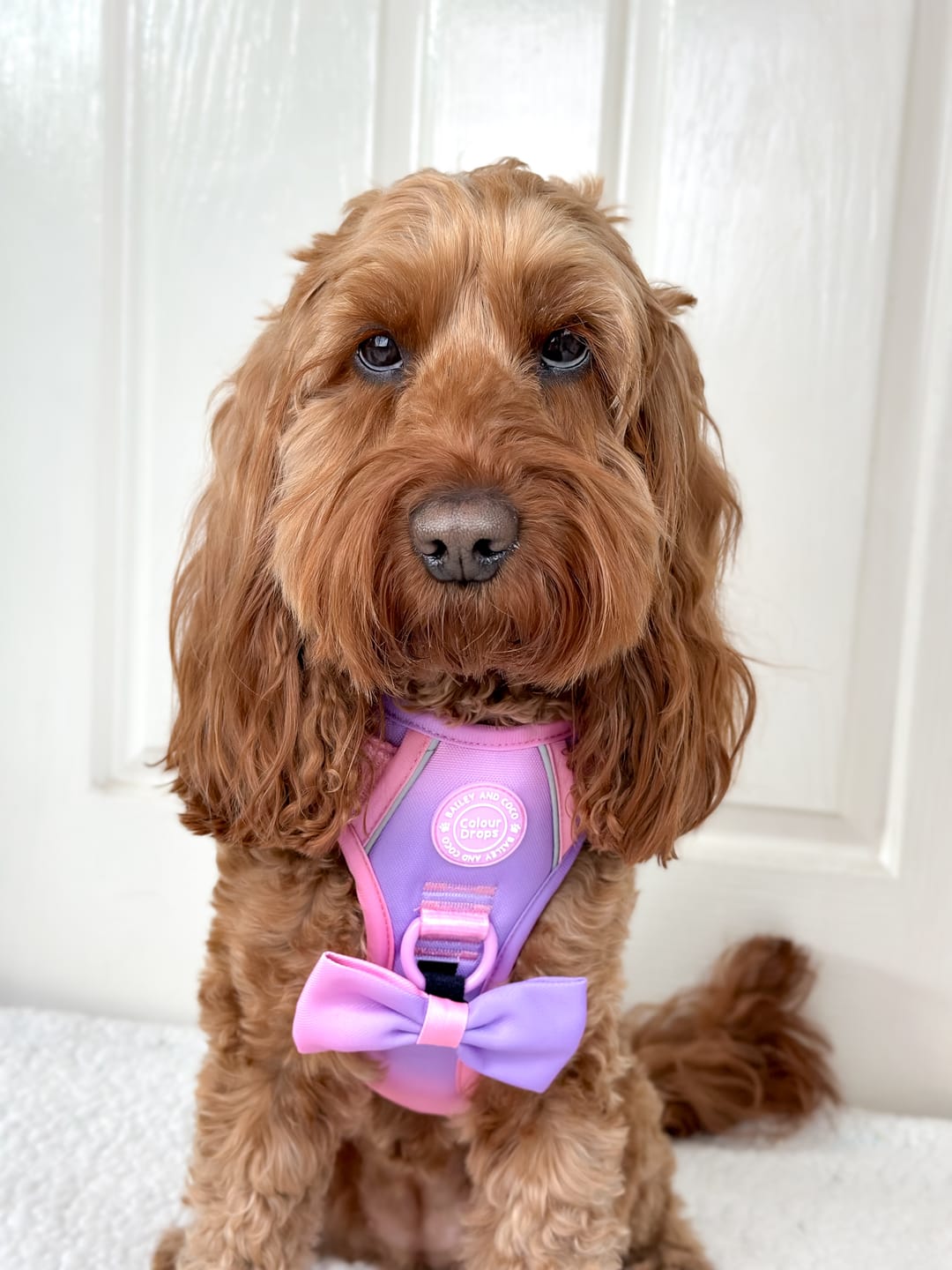 Customer photo review of Trail & Glow Dog Harness - COLOUR DROPS® - Love that for you