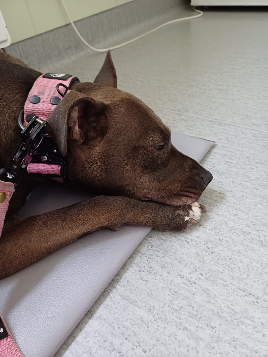 Customer photo review of Smycz nylonowa Walk Leash – Golden Edition Candy Pink