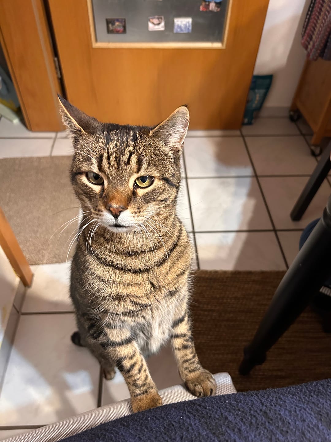 Customer photo review of Zpot-on für Katzen gegen Zecken, Flöhe, Milben & Mücken [Jahresvorrat]