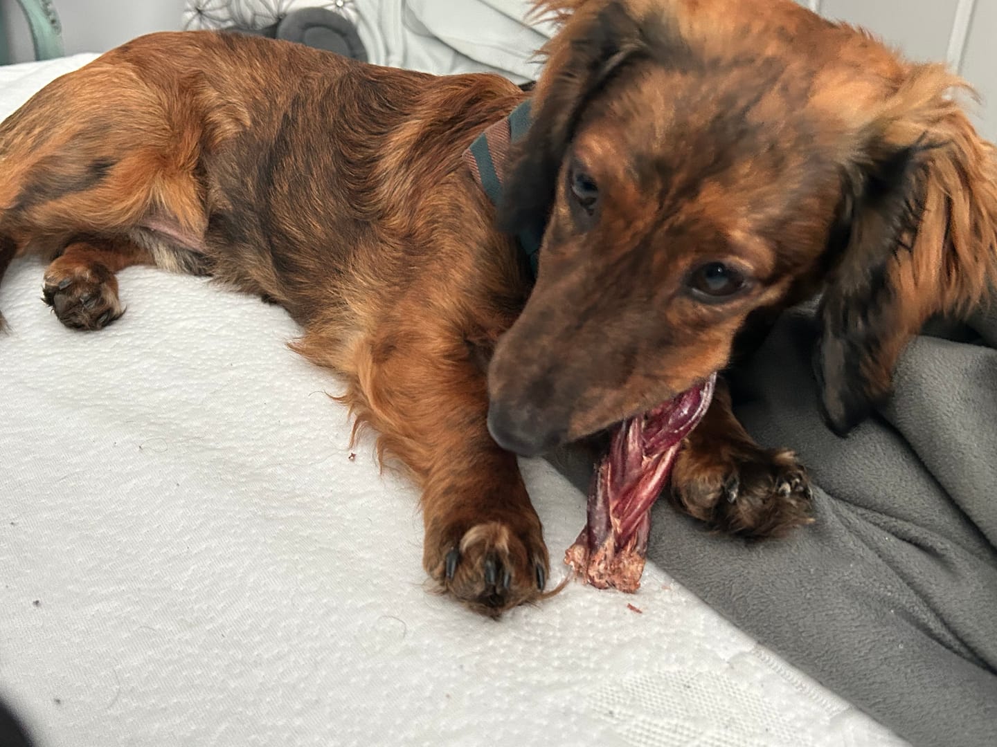 Customer photo review of 12 Inch Standard Braided Bully Stick