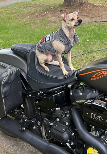 Customer photo review of HIGH LIFE HOODIE