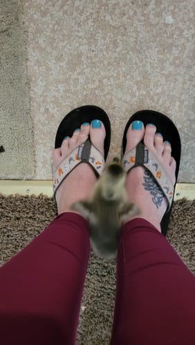 Customer photo review of Chicken Yard