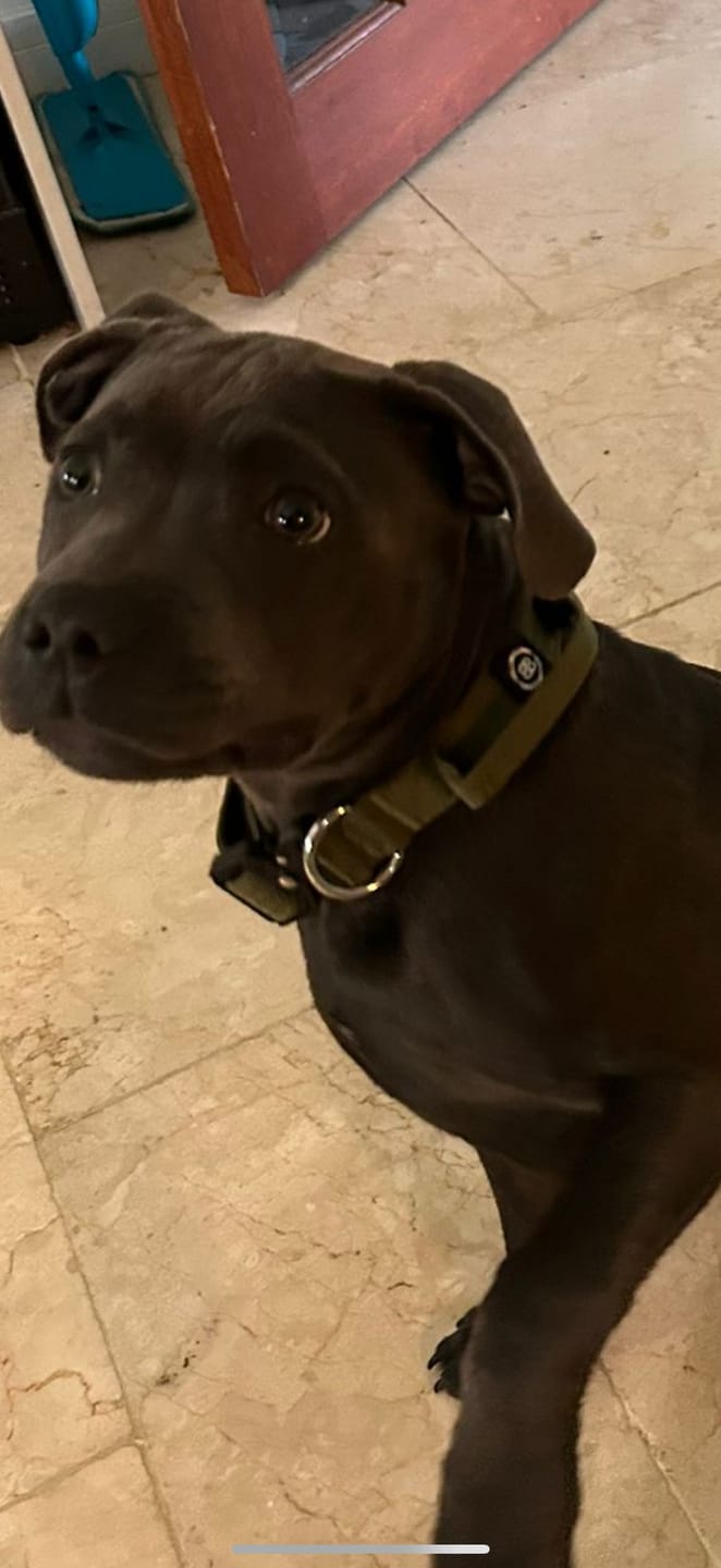 Customer photo review of 2.5cm Combat® Collar | With Handle & Rated Clip - Khaki
