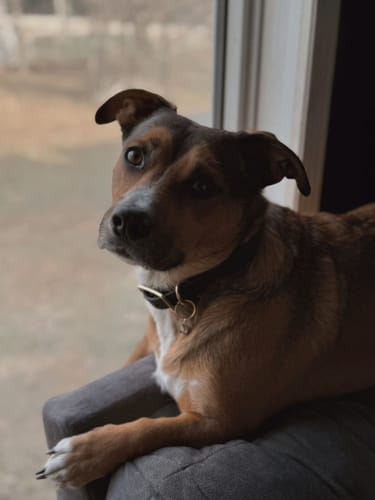 Customer photo review of Obsidian - Classic Biothane Dog Collar