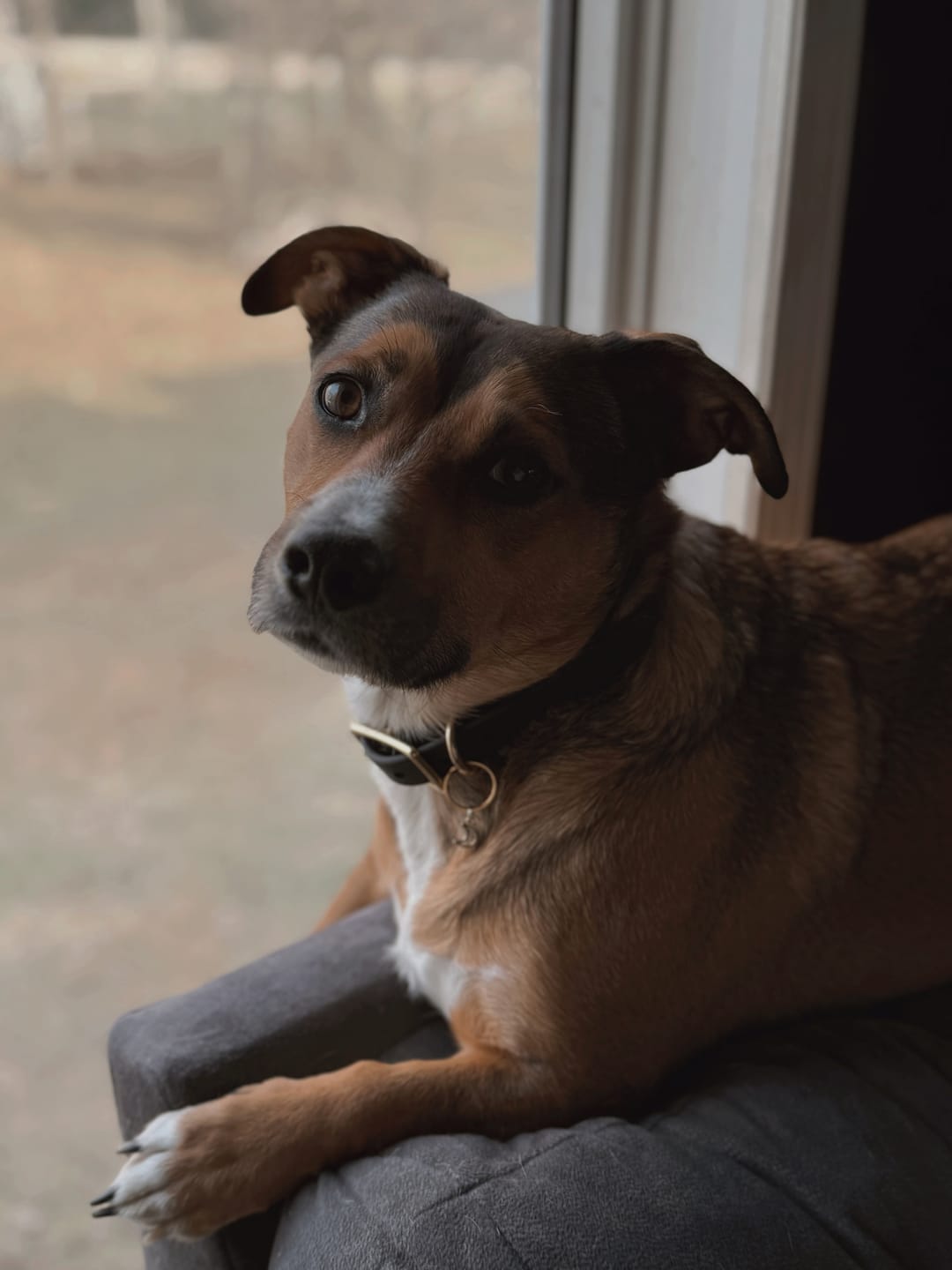 Customer photo review of Obsidian - Classic Biothane Dog Collar