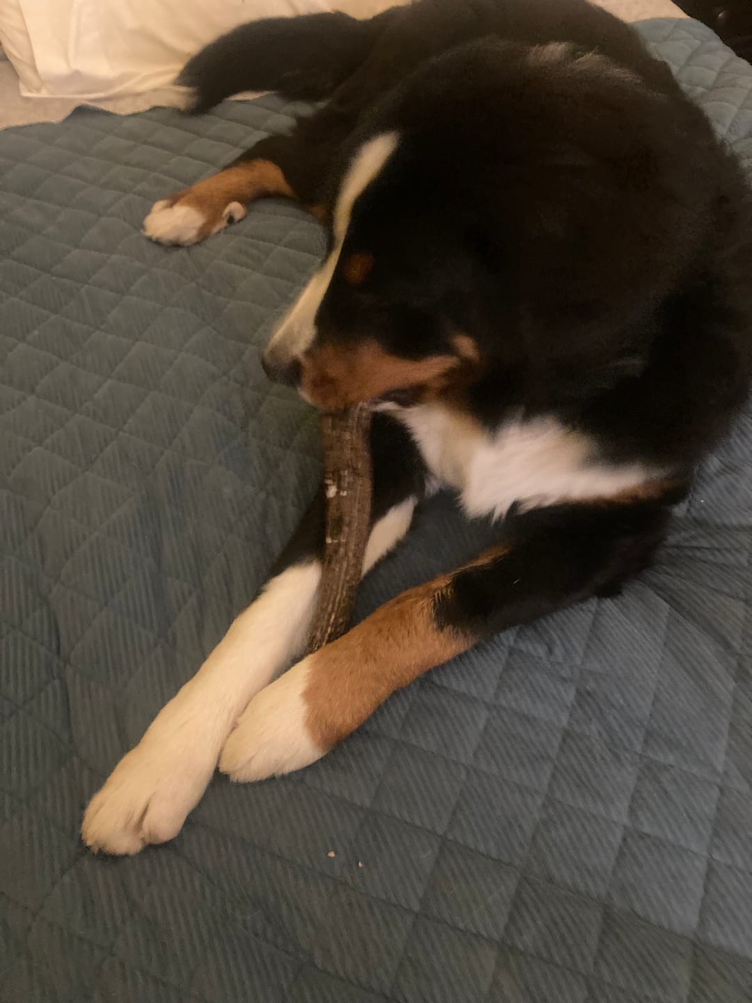 Customer photo review of Asta de ciervo para perros - Regular