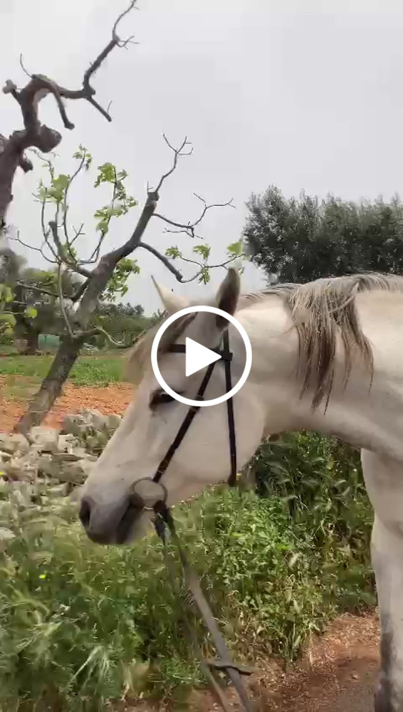 Customer video review of Renegade® Viper Shield™ Hoof Boots - Cosmic Orange