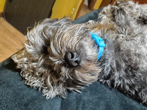 Customer photo review of Collar Neopro celeste