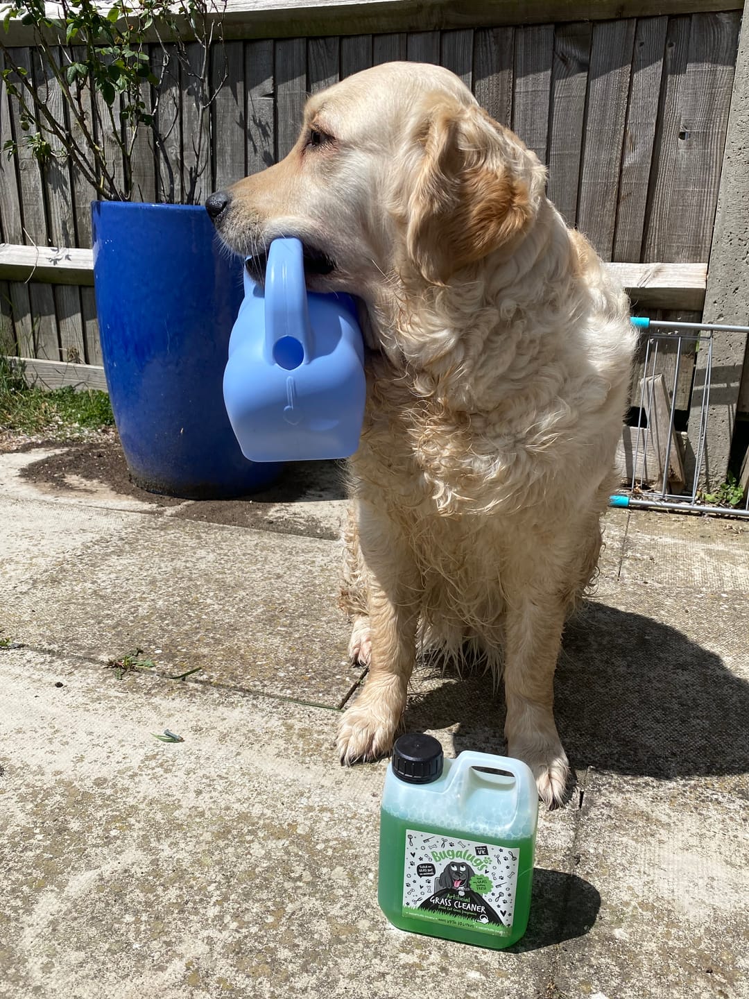 Customer photo review of Artificial Grass Cleaner in Fresh Cut Grass Fragrance