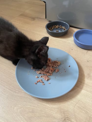 Avis photo d'un client sur Coffret Découverte Chaton - 1kg Croquettes + 8 Pâtées + 3 probiotiques