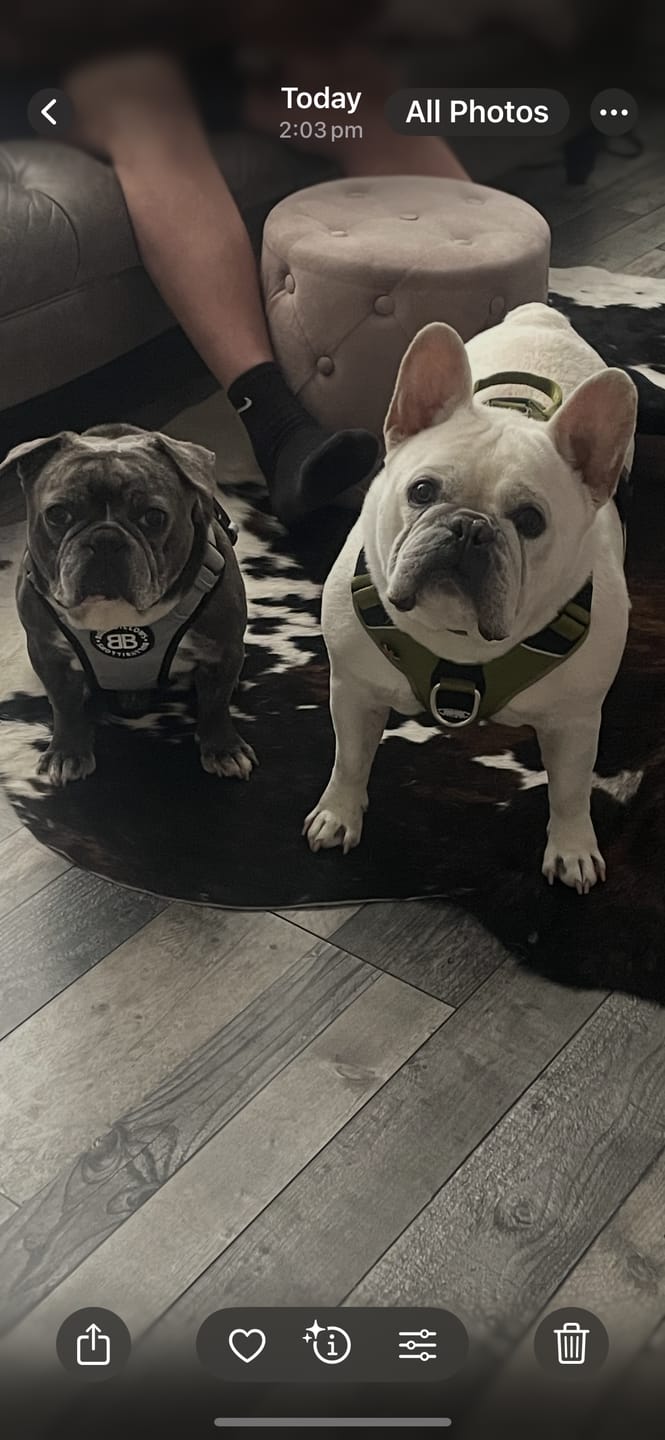 Customer photo review of Comfort Premium Harness | Non Restrictive - Metal Grey