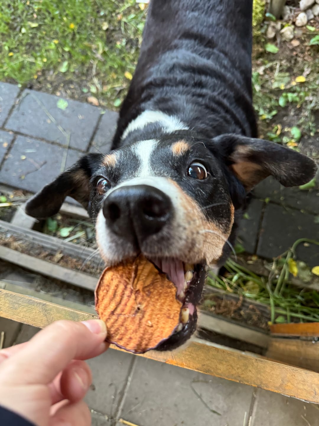 Customer photo review of Apfel Chips