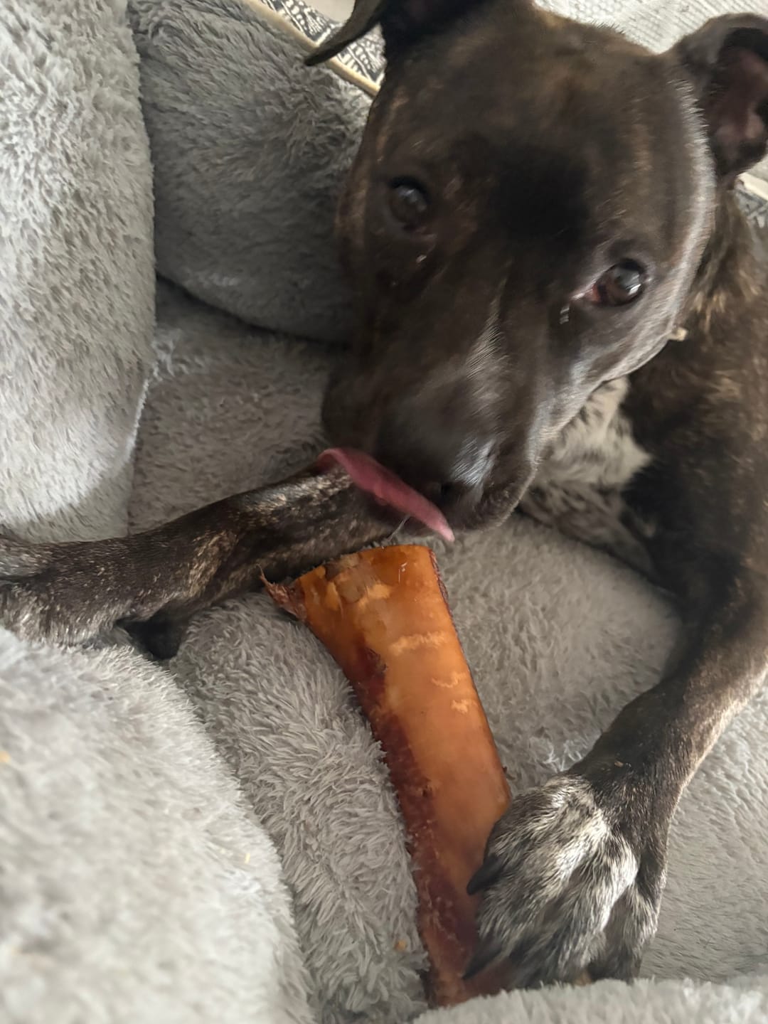 Customer photo review of 1 LB Chew Pack