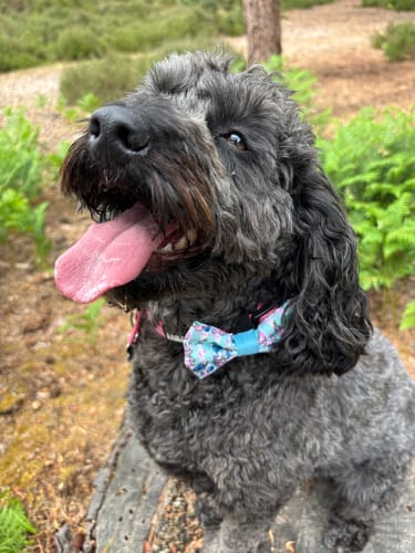 Customer photo review of Disney© Bow Tie - Stitch's Slumber Party