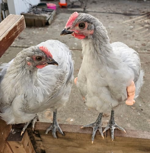 Customer photo review of GrubTerra Dried Black Soldier Fly Larvae 10lb FREE.