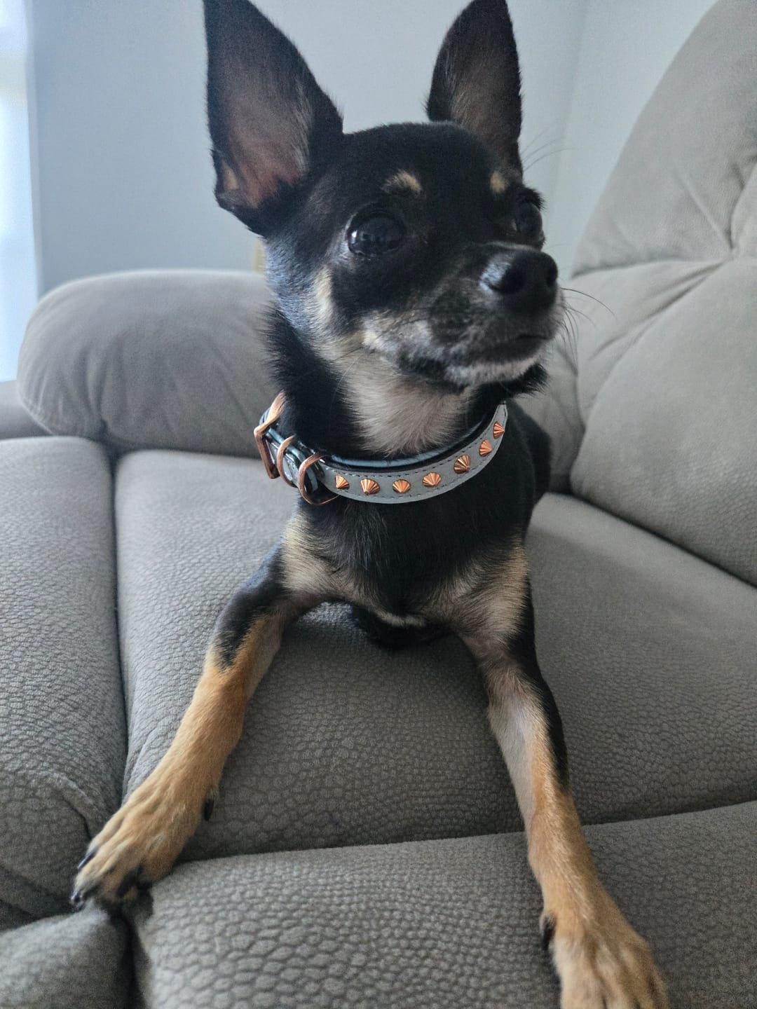 Customer photo review of Hand Made Leather Dog Collar - Imperial Baby Blue & Rose Gold (Slim fit)