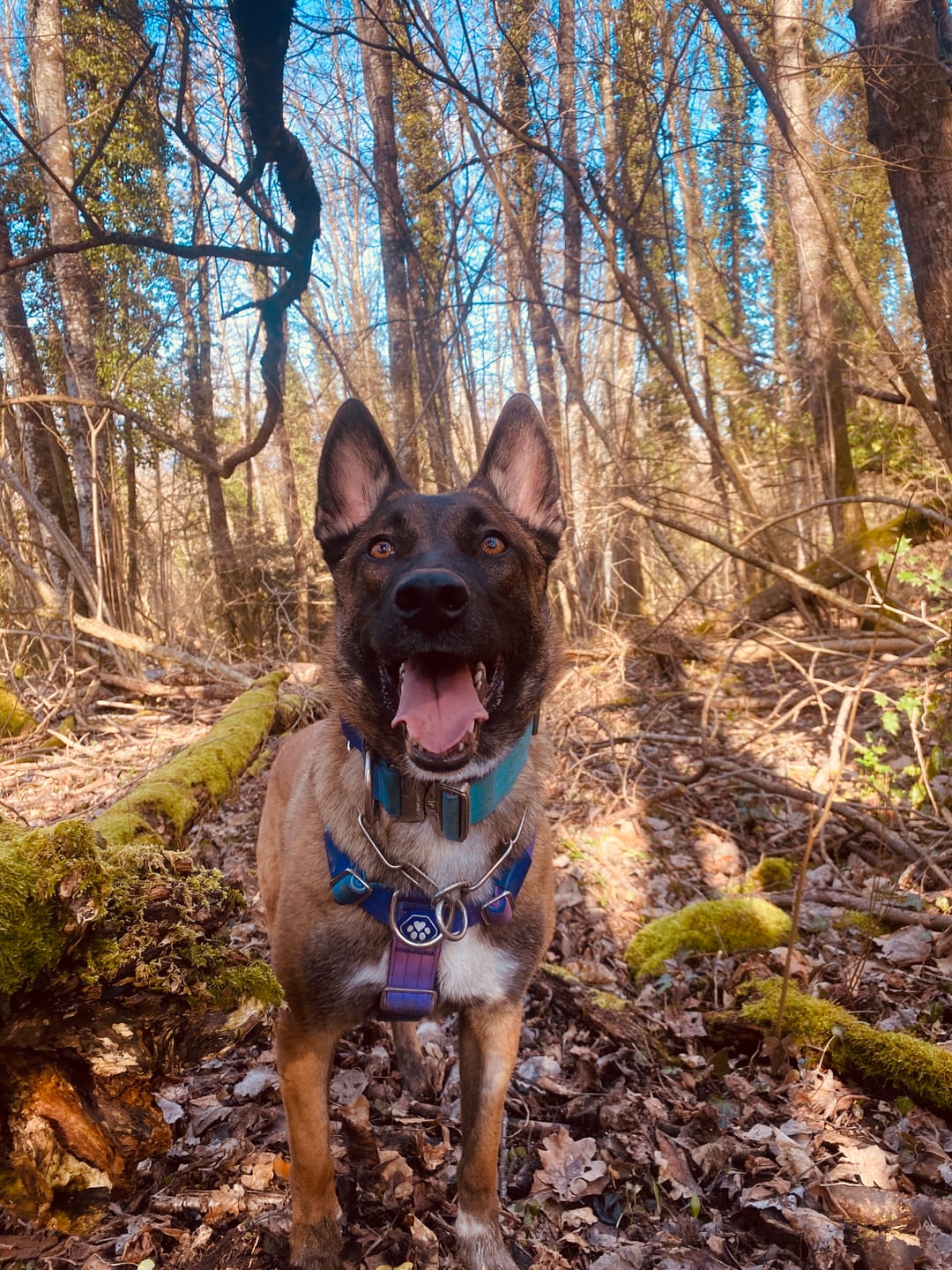 Customer photo review of Leash and Poop Bag Holder Set - 90s Retro