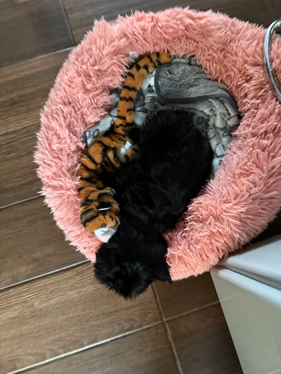 Customer photo review of Manta The Dogs: Para Regalonear