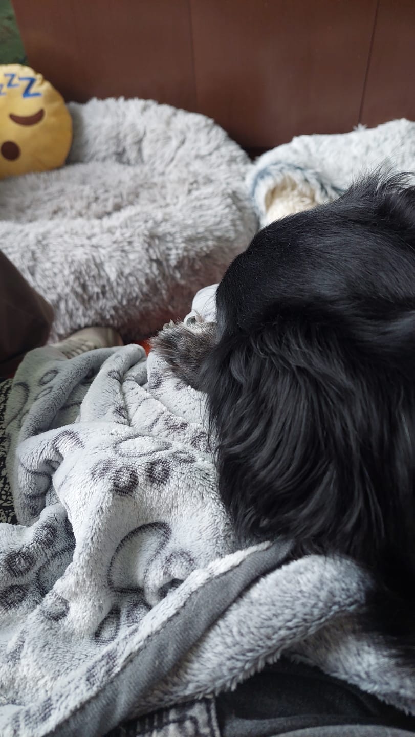 Customer photo review of Manta Suave The Dogs
