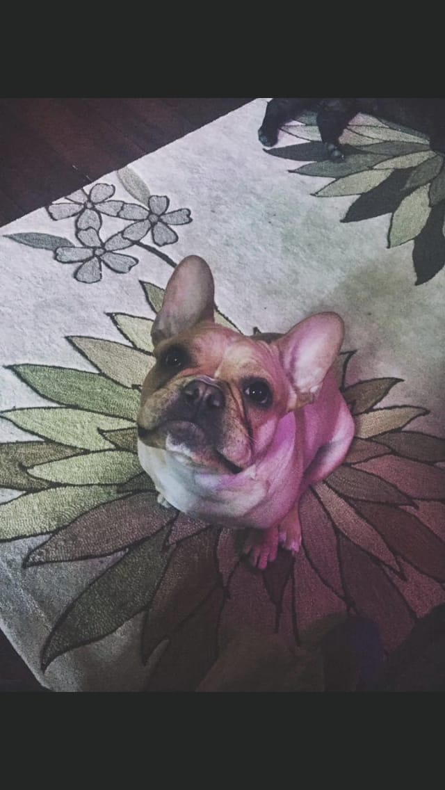Customer photo review of Royal Canin Gastrointestinal Low Fat + Hydrolyzed Protein Dry Dog Food