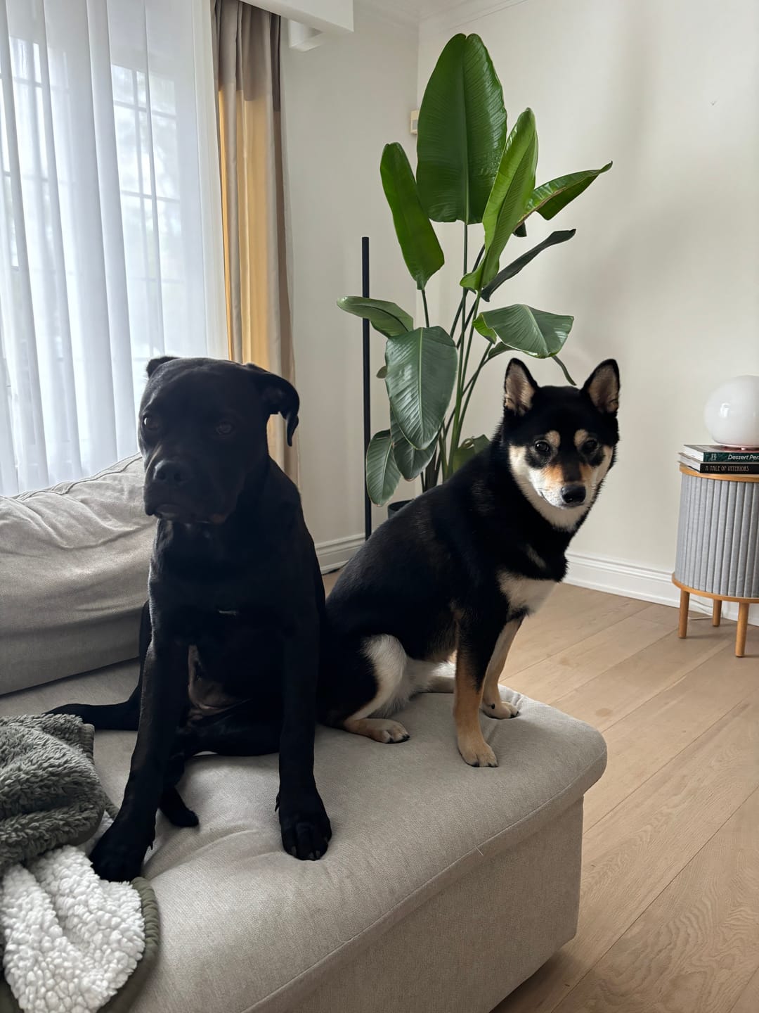 Customer photo review of 12 Inch Monster Braided Bully Stick