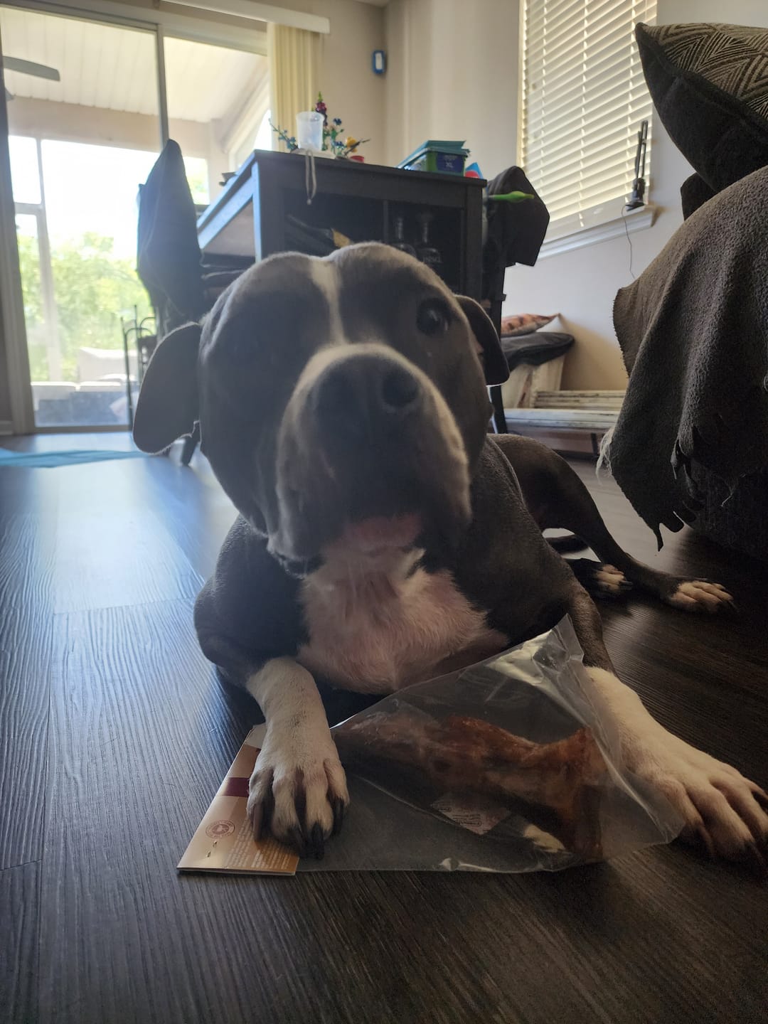 Customer photo review of Chewy Ostrich Knee Tendon: The Satisfying, Joint-Supporting Chew