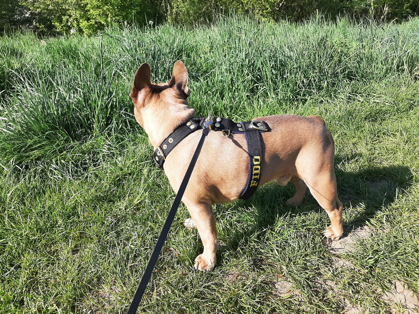 Customer photo review of Szelki dla psa typu guard z imieniem - Personal Harness