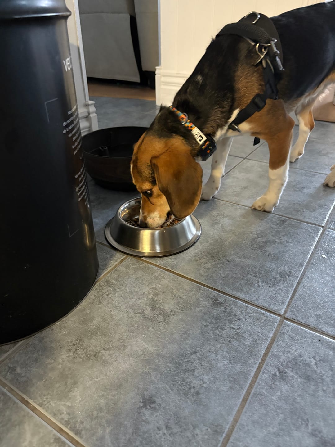 Customer photo review of Open Farm - Nourriture sans grains pour chien