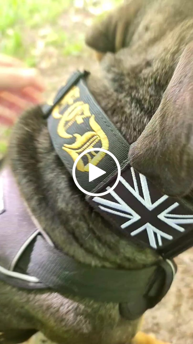 Customer video review of 5cm Combat® Collar | With Handle & Secure Clip - Black